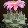 Turbinicarpus_alonsoi